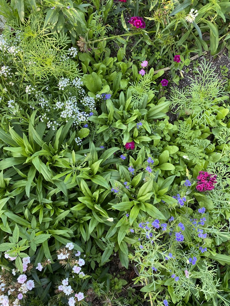 FLORA - The Bee Friendly Wild Flower Seed Mix