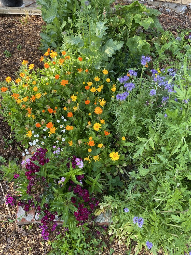 FLORA - The Bee Friendly Wild Flower Seed Mix