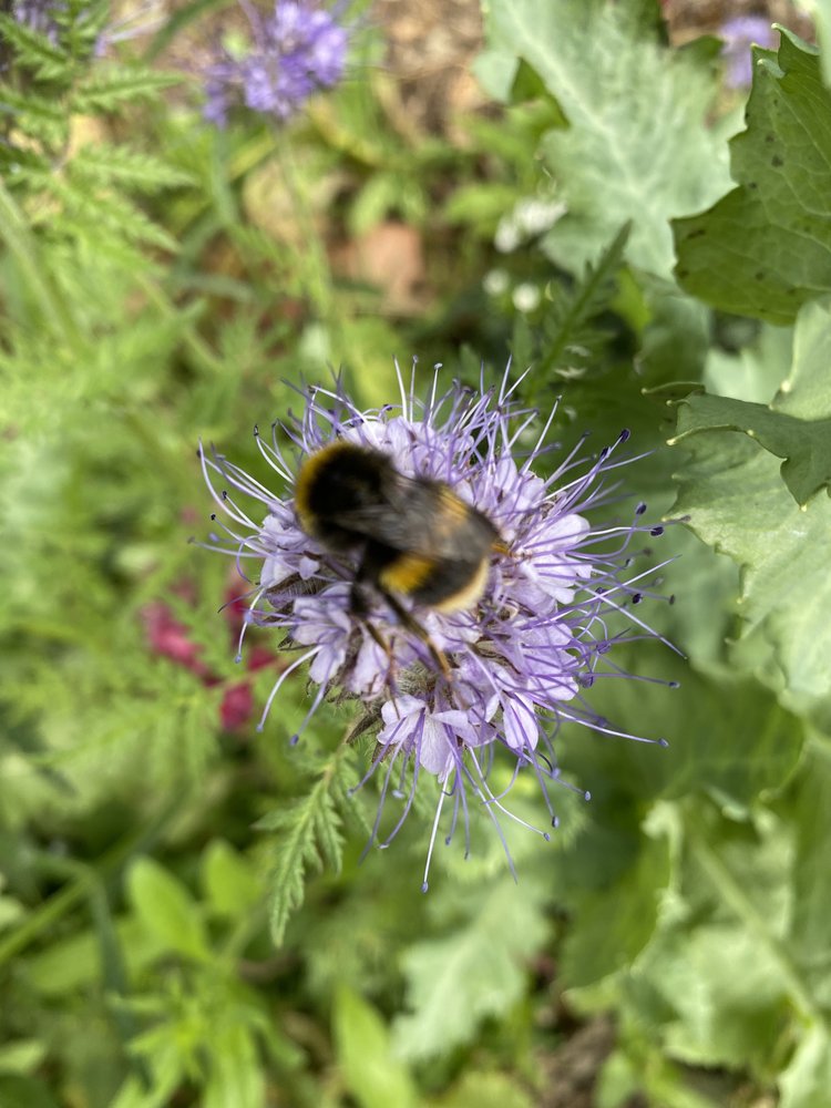 FLORA - The Bee Friendly Wild Flower Seed Mix